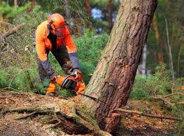 Best Tree Maintenance Programs  in Callahan, FL