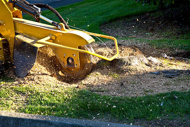 How Our Tree Care Process Works  in  Callahan, FL