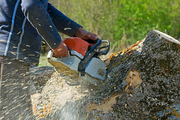 Best Storm Damage Tree Cleanup  in Callahan, FL