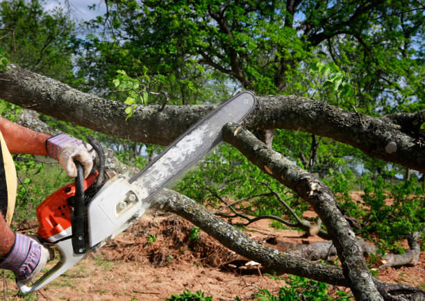 Professional  Tree Services in Callahan, FL